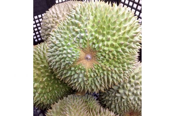 榴莲博士 Professor Durian Supreme Fresh Whole Black Thorn Durian 黑刺