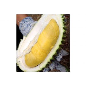 Premium fresh whole musang king（猫山王）