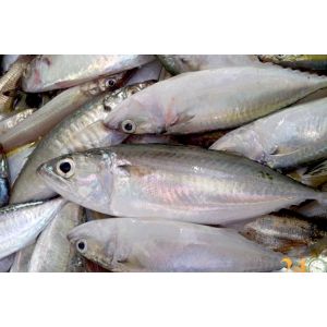  Indian mackerel