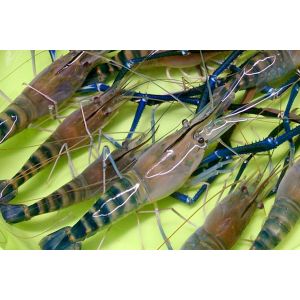 Giant freshwater Shrimp