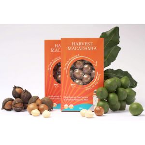 Harvest Macadamia