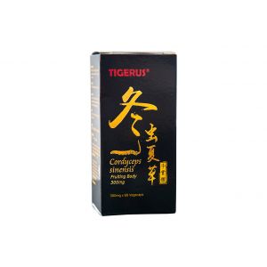 Cordyceps sinensis fruiting body